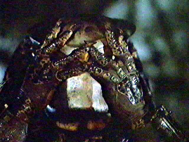 Predator
