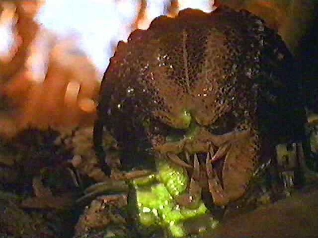 Predator
